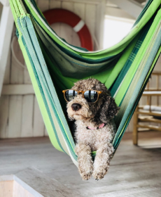 cachorro poodle cinza de óculos de sol deitado em uma rede